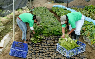 Webinar on unemployment protection mechanisms in Ecuador